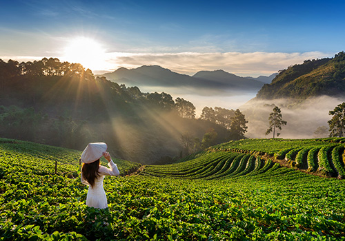 Tea-Gardens-in-Coonoor