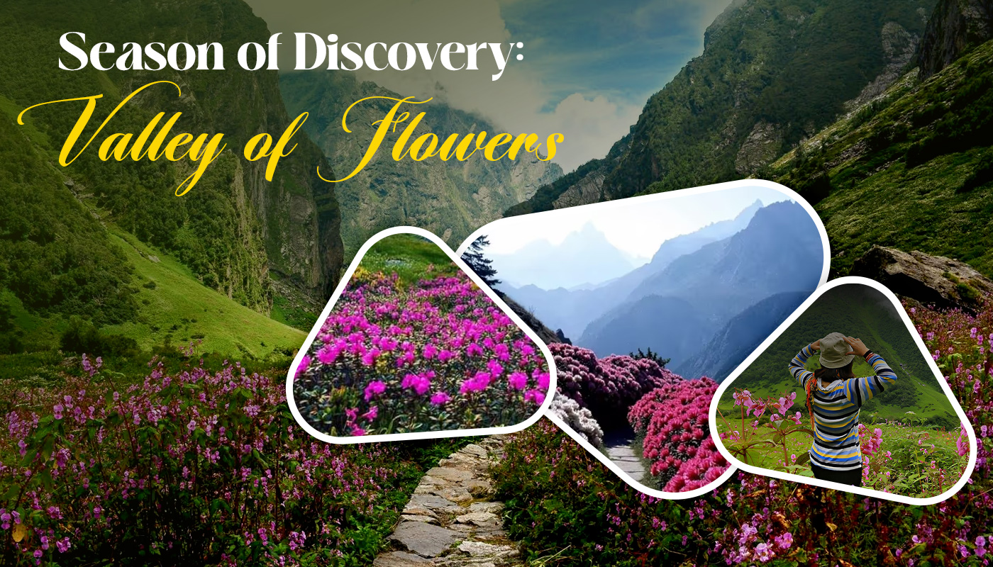 season-of-discovery-valley-of-flowers