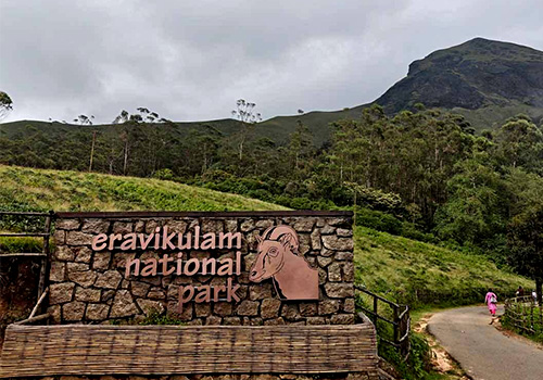 Eravikulam National Park